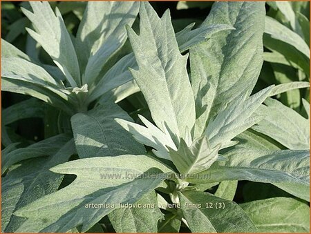 Artemisia ludoviciana 'Valerie Finnis'