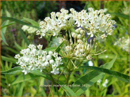 Asclepias incarnata &#39;Ice Ballet&#39;