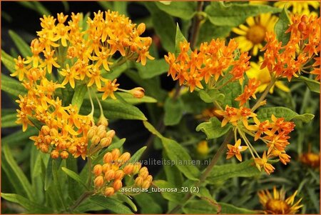 Asclepias tuberosa