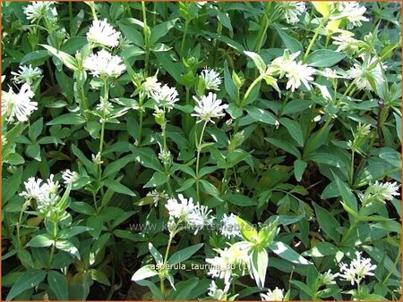 Asperula taurina