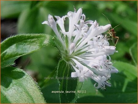 Asperula taurina