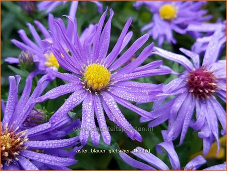 Aster 'Blauer Gletscher'