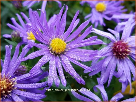 Aster &#39;Blauer Gletscher&#39;