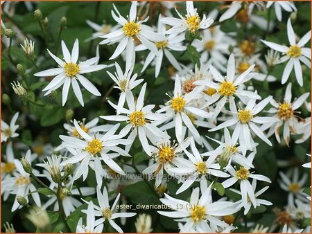 Aster divaricatus