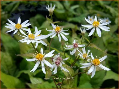 Aster divaricatus