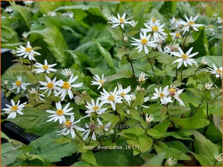 Aster divaricatus