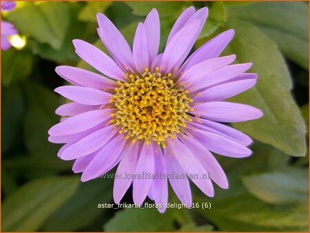 Aster frikartii &#39;Flora&#39;s Delight&#39;