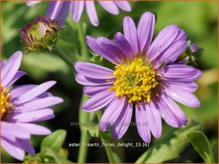 Aster frikartii &#39;Flora&#39;s Delight&#39;