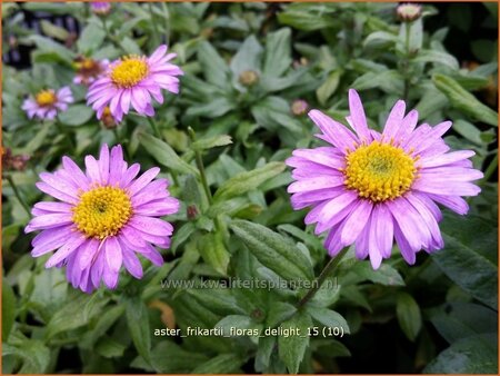 Aster frikartii &#39;Flora&#39;s Delight&#39;