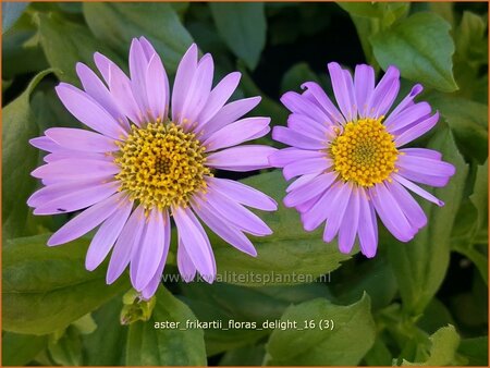 Aster frikartii &#39;Flora&#39;s Delight&#39;