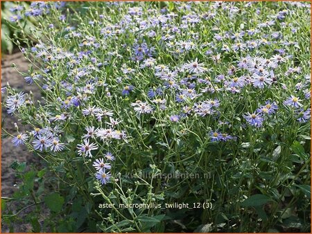Aster macrophyllus 'Twilight'