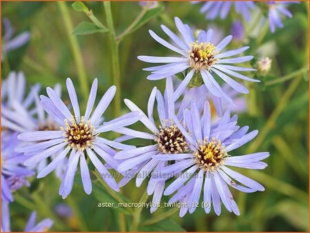 Aster macrophyllus 'Twilight'