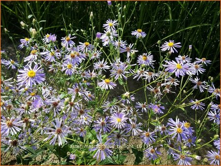 Aster macrophyllus 'Twilight'