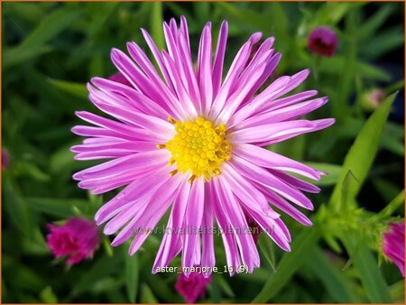 Aster &#39;Marjorie&#39;