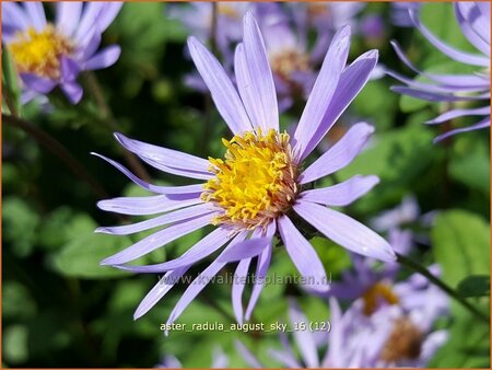 Aster radula &#39;August Sky&#39;