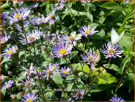 Aster radula 'August Sky'