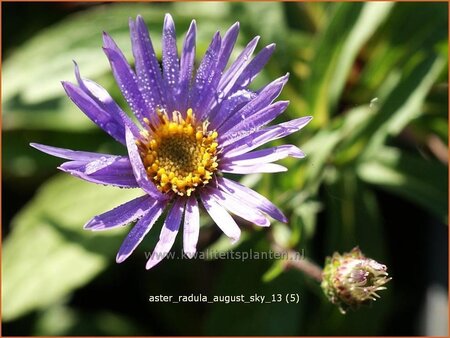 Aster radula 'August Sky'
