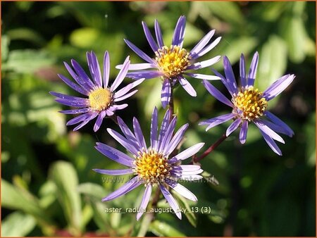 Aster radula 'August Sky'