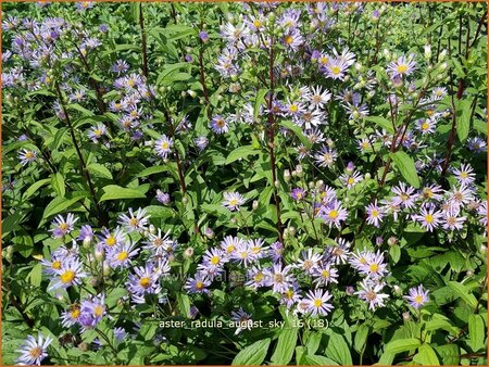 Aster radula 'August Sky'