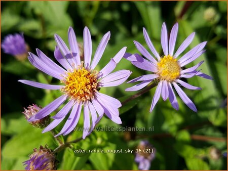 Aster radula 'August Sky'
