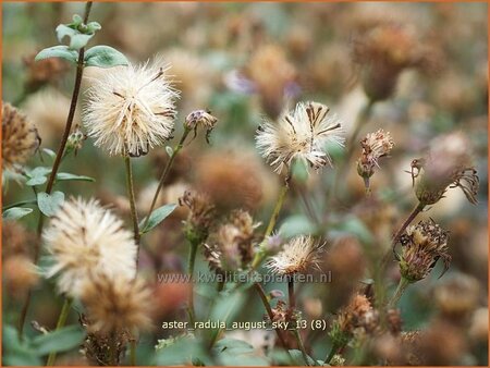Aster radula 'August Sky'