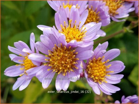 Aster tataricus 'Jindai'