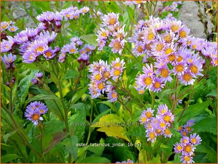 Aster tataricus 'Jindai'
