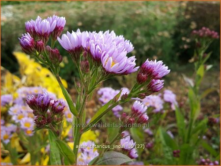 Aster tataricus 'Jindai'