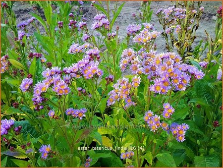 Aster tataricus 'Jindai'