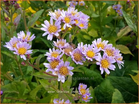 Aster tataricus 'Jindai'