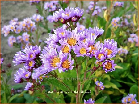 Aster tataricus 'Jindai'