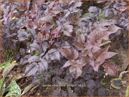 Astilbe &#39;Chocolate Shogun&#39;