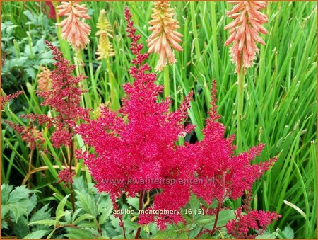 Astilbe 'Montgomery'