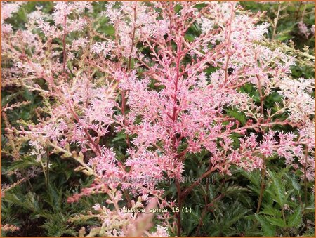 Astilbe 'Sprite'