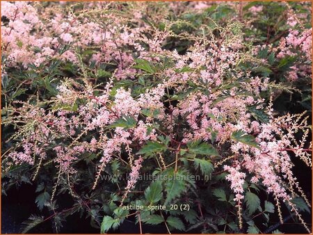 Astilbe 'Sprite'