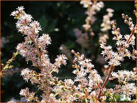 Astilbe 'Sprite'