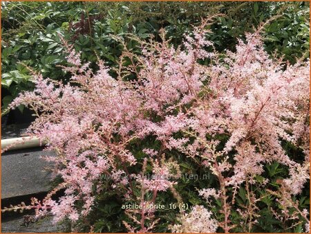 Astilbe 'Sprite'
