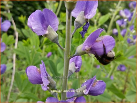 Baptisia australis