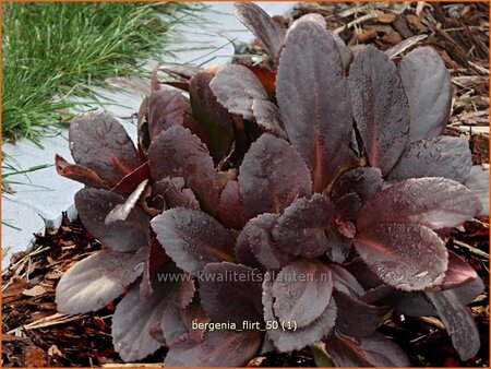 Bergenia &#39;Flirt&#39;