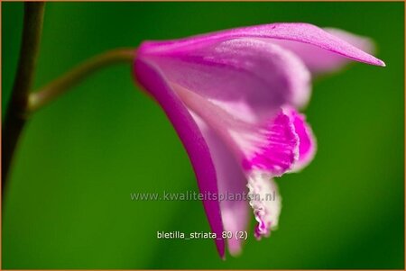 Bletilla striata