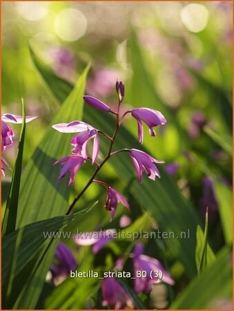 Bletilla striata