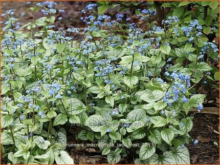 Brunnera macrophylla &#39;Jack Frost&#39;