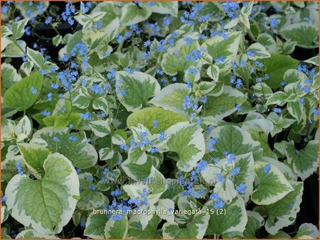 Brunnera macrophylla &#39;Variegata&#39;