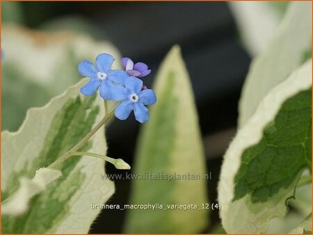 Brunnera macrophylla &#39;Variegata&#39;