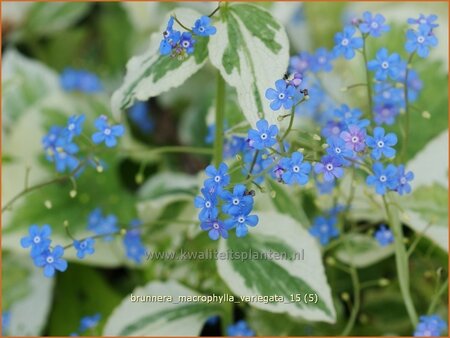 Brunnera macrophylla &#39;Variegata&#39;