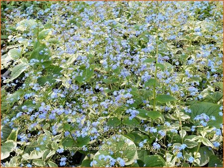 Brunnera macrophylla &#39;Variegata&#39;