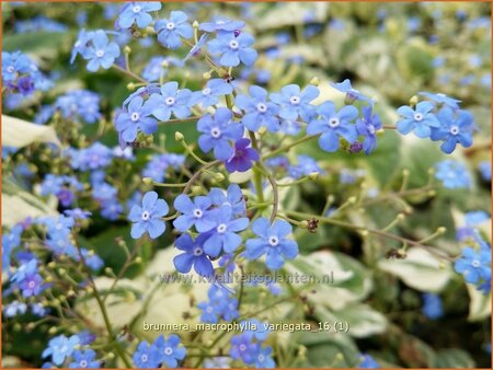 Brunnera macrophylla &#39;Variegata&#39;