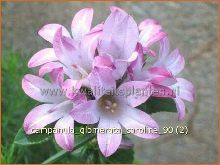 Campanula glomerata &#39;Caroline&#39;