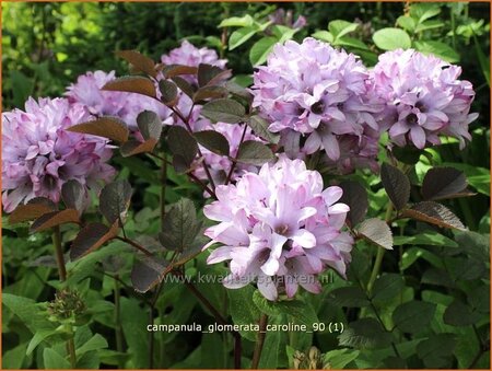 Campanula glomerata &#39;Caroline&#39;