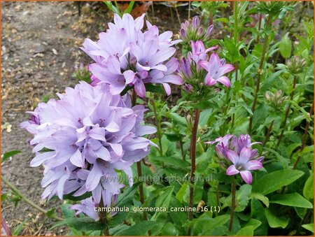 Campanula glomerata &#39;Caroline&#39;